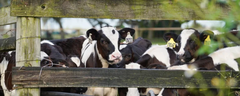 dakin fairy farm tour 768x307