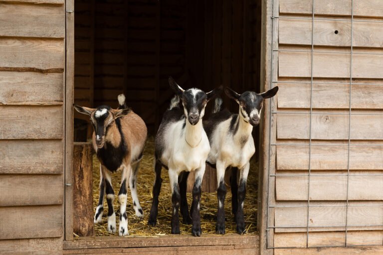 gorgeous goat creamery factory tour 768x512