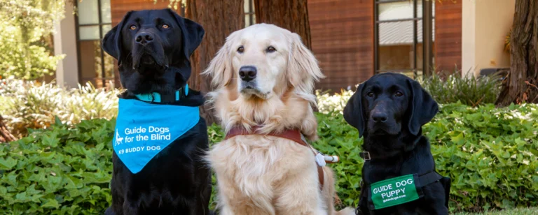 guide dogs visit behind the scenes 768x308