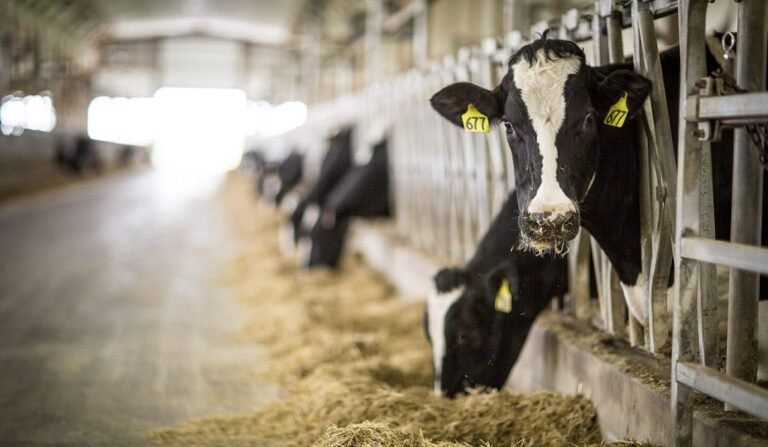 kreider farms animal farm visit 768x447