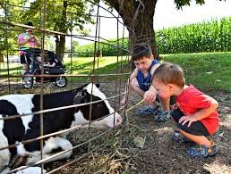 perrydell farm dairy ice cream tour