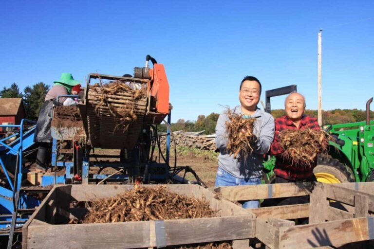 hsu ginseng farm tour 768x512