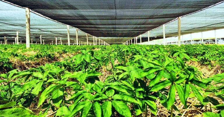 hsu ginseng farm visit 768x403