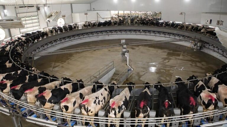 mvp dairy factory tour 768x432