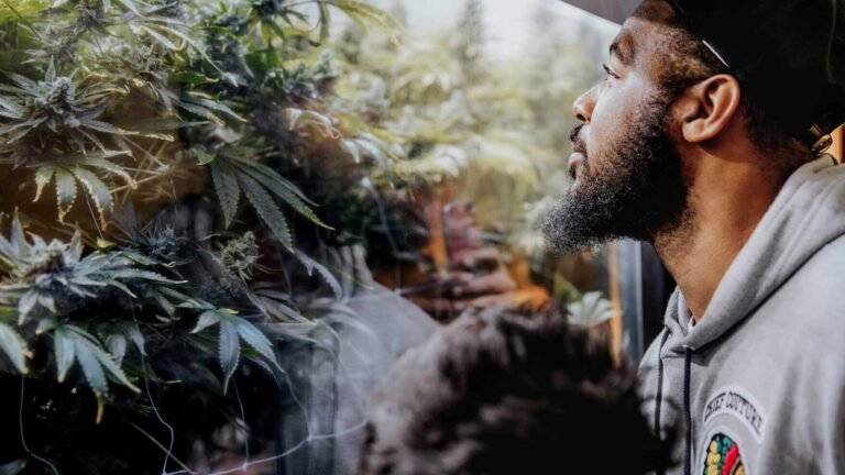 seed smith cannabis facility tour 768x432