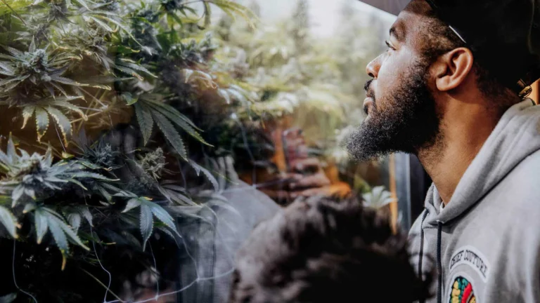 seed smith cannabis facility tour 768x432