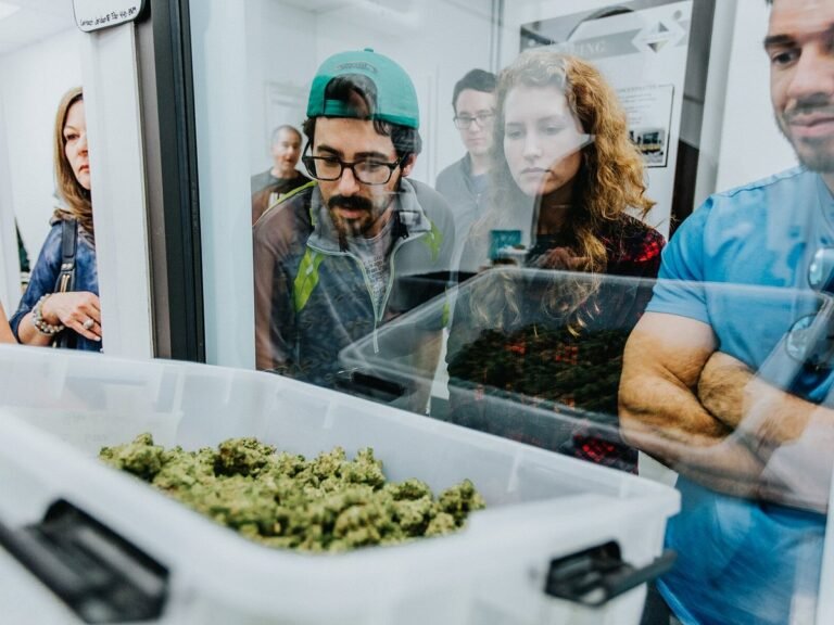 seed smith cannabis grow plant tour 768x576