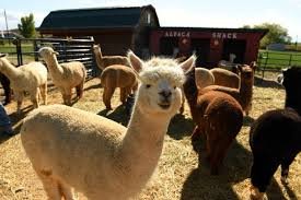 suncrest orchard alpacas tour