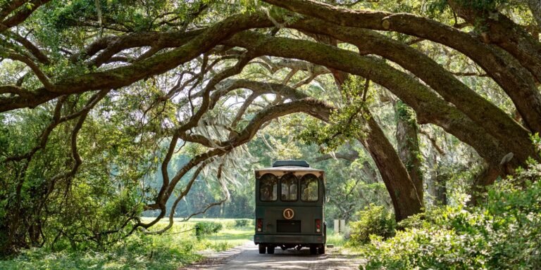 charleston tea garden tour 768x384