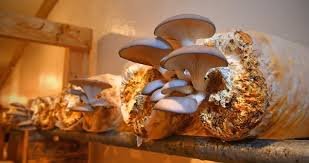 ellijay mushrooms experience