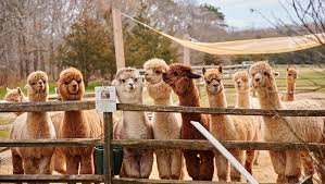 island alpaca farm martha vineyard