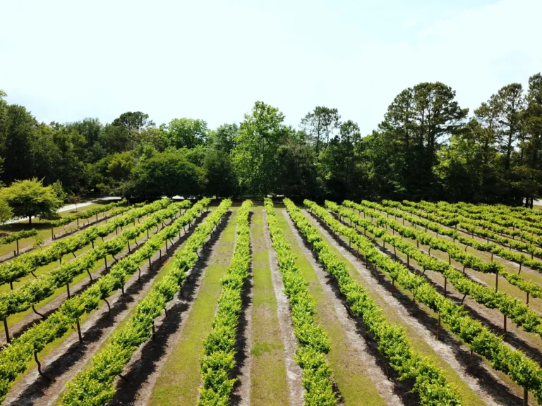 la belle amie vineyard visit 768x576