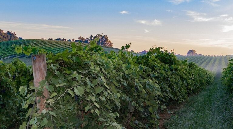 linganore winecellars tour 768x427