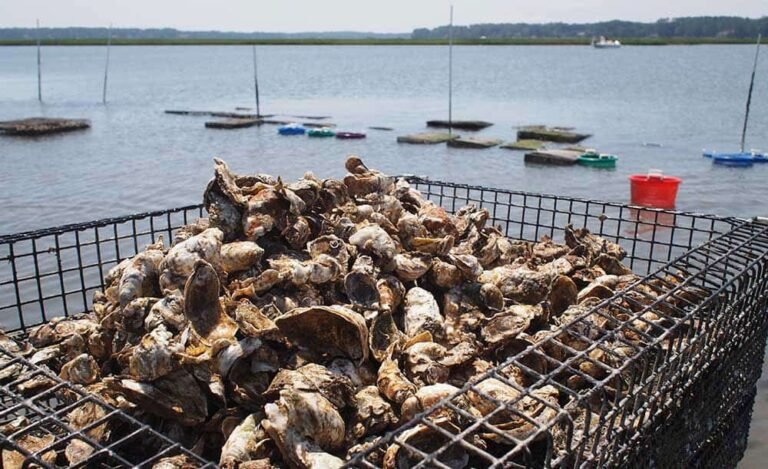 pleasure house oyster farm tour 768x469