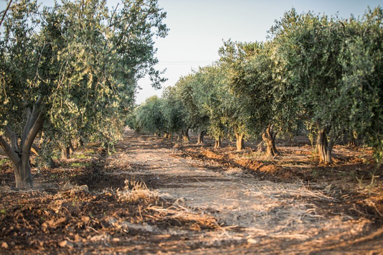 queen creek olive mill tour 768x512