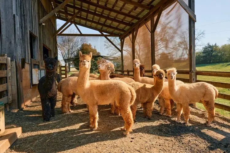 smith mountain lake alpaca farm tour