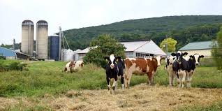 south mountain creamery farm tour