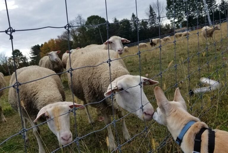 tour valley shepherd creamery 768x518