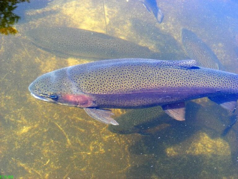 tour walhalla state fish hatchery 768x576