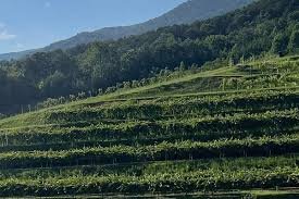 victoria valley vineyards tour