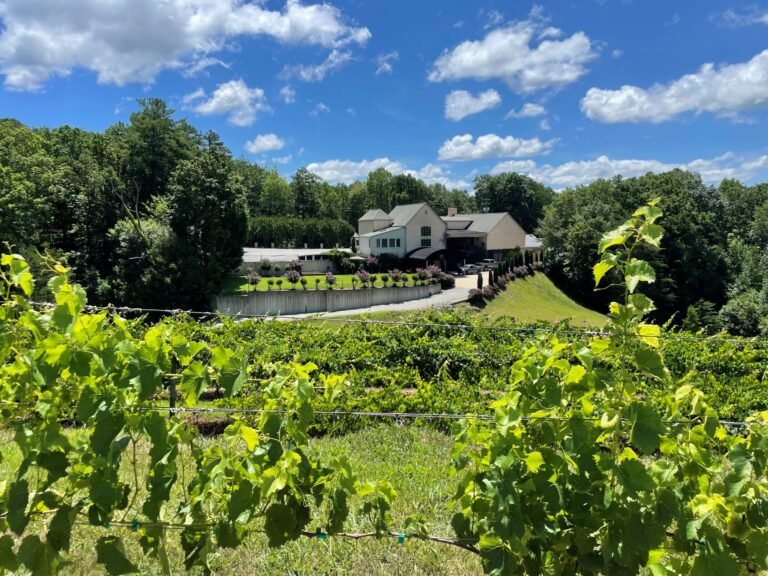 victoria valley vineyards visit 768x576