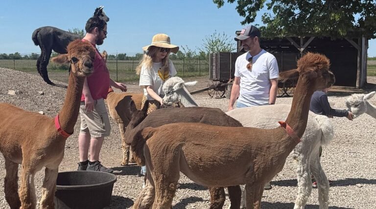 visit yaya alpaca farm 768x427