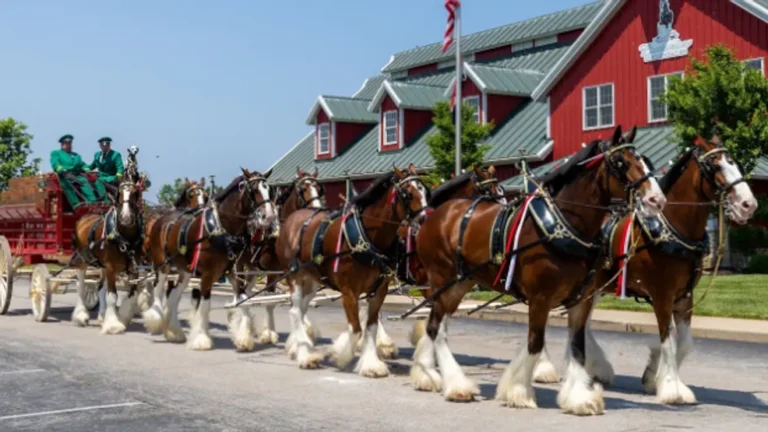 warm springs rach horse tour 768x432