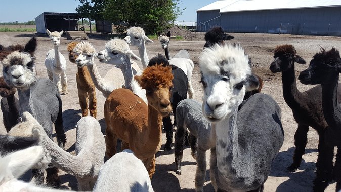 yaya alpaca farm tour