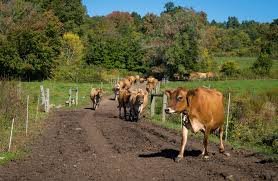 cato corner farm tour