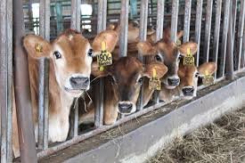 chaneys dairy barn tour