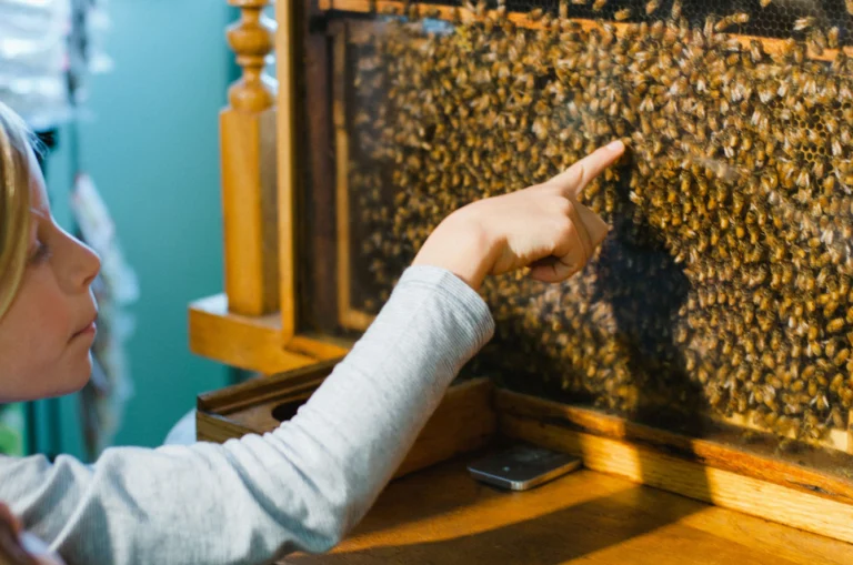 cox honeyland tour logan 768x509