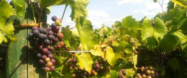 digrazia vineyards tour brookfield 768x319