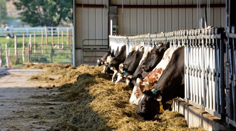 heber valley dairy farm visit 768x427