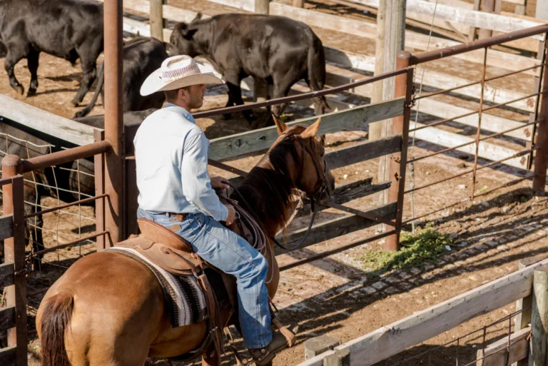 oklahoma national stockyards tour 768x513