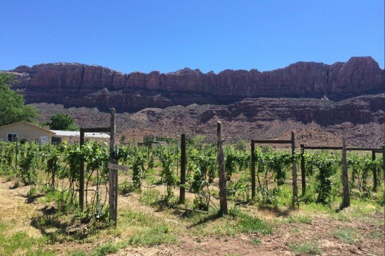 spanish valley winery utah 768x511