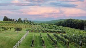 sunset meadow vineyard tour goshen