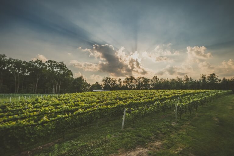 taylor brooke winery tour tasting 768x512