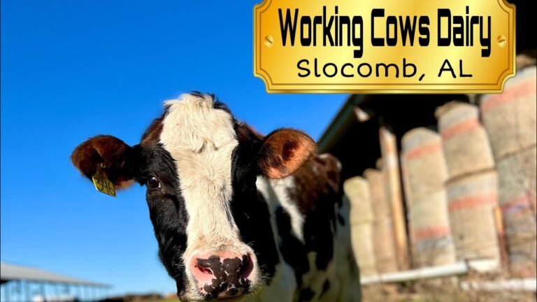 working cows dairy farm 768x432