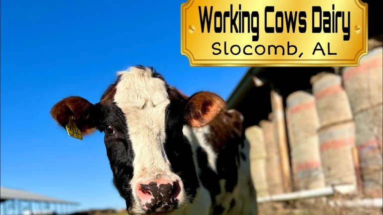 working cows dairy farm 768x432