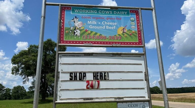 working cows dairy shop 768x427