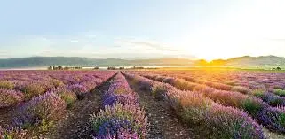 young living lavender farm tour