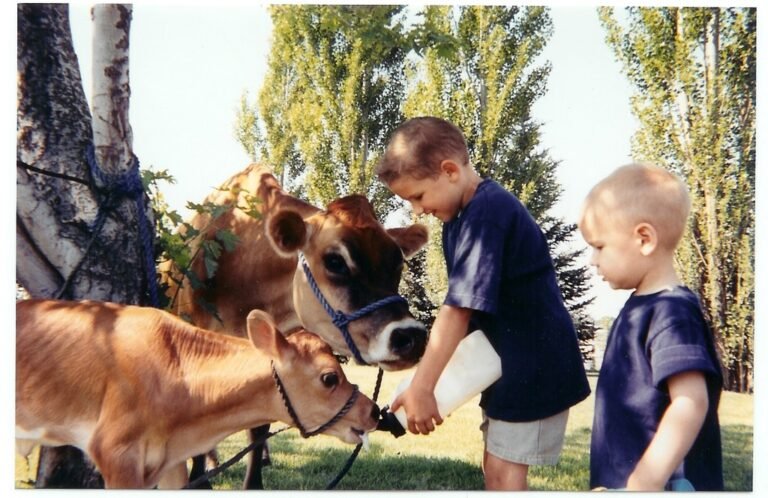 ballard family dairy farm tour gooding 768x498