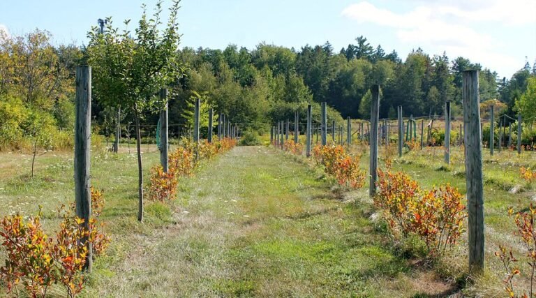 bar harbor cellars vineyards tour maine 768x427