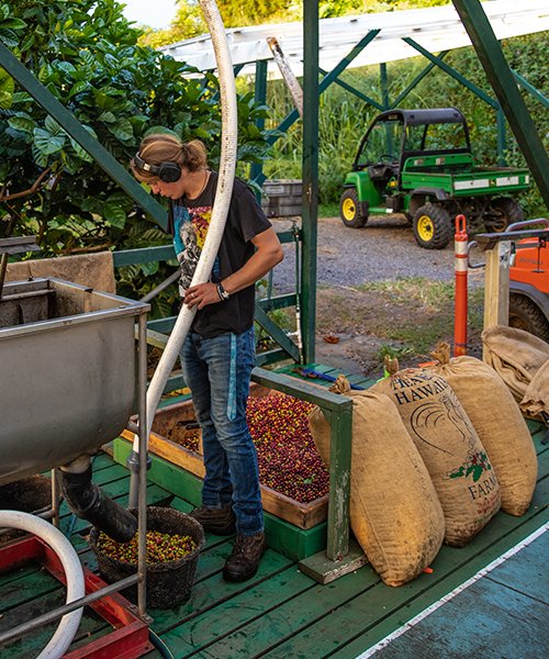 heavenly hawaiian kona coffee farm tours