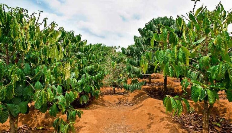kau coffee mill plantation tour 768x441