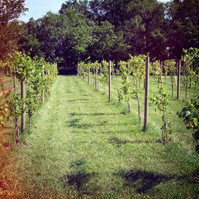 kimmer orchard vineyard tours 768x768