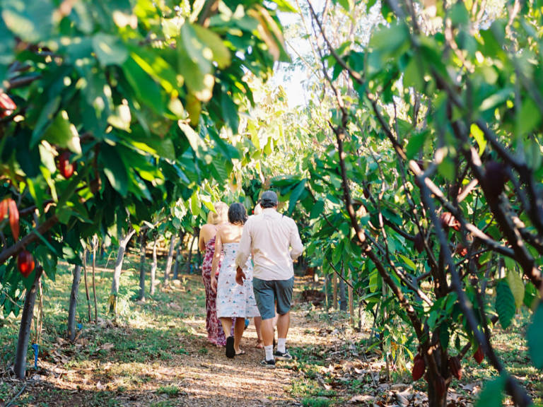 maui chocolate tour kupas farms 768x576