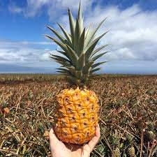 Browse over 900+ USA's unique 14 maui pineapple tour hawaii