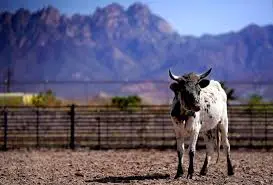 new mexico farm ranch heritage museum