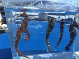 ocea rider seahorse farm kona hawaii